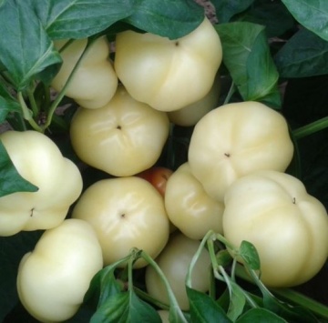 Zsofia F1 (1000 seminte) de ardei rotund dulce semitimpuriu, cu fructe 60-90 gr de culoare galbena si rosii la maturitatea fiziologica ce poate fi produs usor si poate fi pastrat o perioada lunga de timp, Duna-R