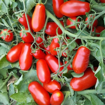Zuccherino F1 (5 seminte) rosii cherry crestere nedeterminata, timpurietate buna, fructe alungite culoare rosu aprins, foarte dulci, Kertimag - Img 1