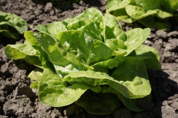 Zwart Duits (1400 seminte) salata verde tip Butterhead, frunze crocante, gust bun, Seklos - Img 3