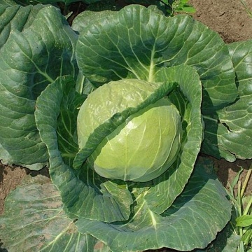 Adema F1 (2500 seminte) varza alba ce dezvolta capatana rotunda si regulata de culoare verde intens si tolereaza foarte bine stresul ce apare in primavara timpurie, Rijk Zwaan