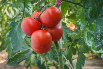 Alegria F1 (10 seminte) tomate timpurii semideterminate, rezistente la boli, Sekluva - Img 2