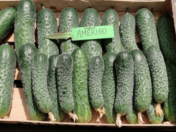 Amerigo F1 (20 seminte) castraveti cornichon numai flori femele, fructe uniforme, Sekluva - Img 2