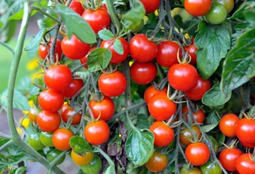 Ampelo Rot F1 (12 seminte) rosii cherry de culoare rosie, fructe mici si foarte gustoase, randament ridicat, Kiepenkerl - Img 3