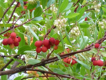Arbore de Capsuni (50 seminte) Strawberry Tree - Arbutus unedo, flori albe frumoase, fructe foarte gustoase, Saflax - Img 2