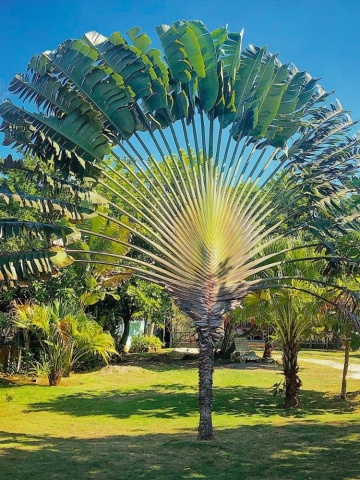 Arborele Calatorului (8 seminte) Traveler's Tree - Ravenala madagascariensis, frunze evantai asemanatoare palmierului, Saflax - Img 4
