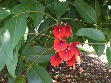 Arborele de Coral (6 seminte) Cockspur Coral Tree - Erythrina crista-galli, flori rosii, inflorire abundenta, Saflax - Img 6