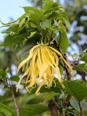Arborele de Parfum Ylang Ylang (10 seminte) Perfume Tree Ylang Ylang - Cananga odorata, flori cu parfum celebru de iasomie, Saflax - Img 2