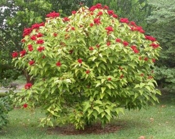 Arborele de Ruj (20 seminte) Lipstick Tree - Bixa orellena, flori si fructe decorative, Saflax - Img 6