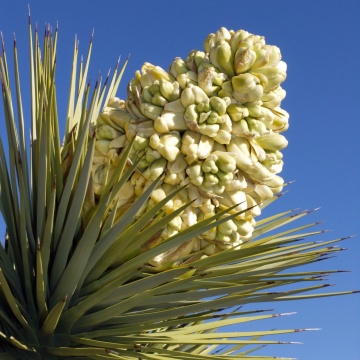 Arborele Iosua (10 seminte) Joshua Tree - Yucca brevifolia, arbore decorativ vesnic verde, crestere lenta, Saflax - Img 5