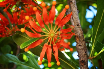 Arborele Roata de Foc (20 seminte) Firewheel Tree - Stenocarpus sinuatis, flori mari rosii-portocalii, asemanatoare flacarilor, Saflax - Img 3
