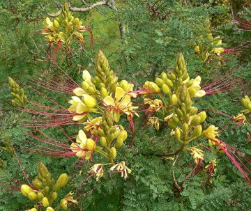Arbustul Paun galben (10 seminte) Peacock Shrub - Caesalpinia gilliesii X spinosa, flori superbe galbene, Saflax - Img 5