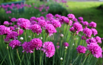 Armeria Maritima Morning Star (0.2 gr) seminte planta perena mica potrivita pentru stancarii si borduri de flori, Opal - Img 2