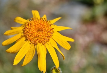 Arnica (40 seminte) Mountain Arnica - Arnica montana, planta medicinala pentru dureri musculare, Saflax - Img 2