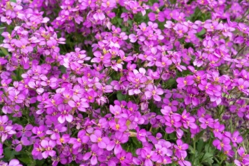 Aubrieta Hybrid Leishtlinii (200 seminte) Aubrieta flori mici roz, plante perene acoperitoare de sol, Seklos - Img 2