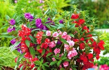 Balsamina Mix (0.5 gr) seminte de flori balsamina mix, Agrosem - Img 3