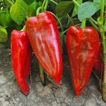 Baltovska Capia (30 seminte) ardei kapia soi foarte productiv, rezistent la boli, IZK Bulgaria