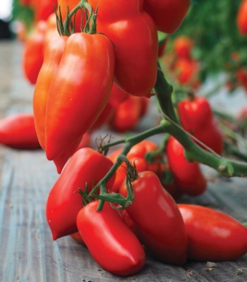 Bellandine F1 (250 seminte) de tomate de forma unui corn cu crestere nedeterminata, Clause - Img 1