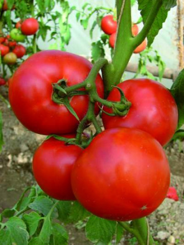 Berberana F1 (20 seminte) de rosii nedeterminate cu fructe uniforme rotund-aplatizate ferme, Enza Zaden - Img 1