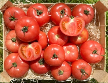 Berner Rose (8 seminte) tomate roz nedeterminate, carnoase si gustoase, pentru sera, Sekluva - Img 4