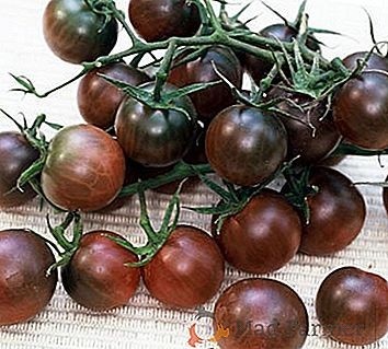 Black Cherry (0.3 gr) tomate cherry negre, soi timpuriu exotic, gust deosebit, Prima Sementi - Img 4