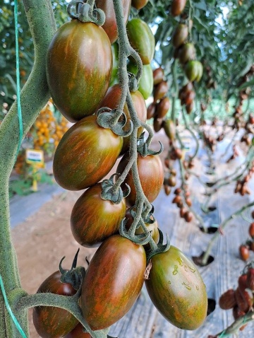 Blackfield F1 (100 seminte) tomate mini-prunisoare ciocolatii vargate nedeterminate, foarte gustoase si productive, Hazera