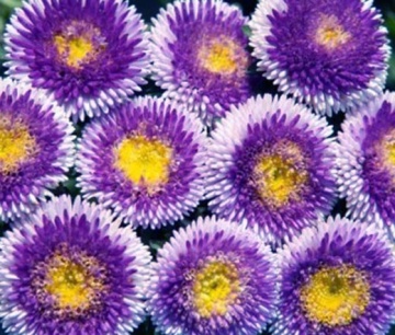 Blue Moon (0,5 gr) seminte Ochiul Boului pompon albastru-violet cu margini albe, Toraf - Img 2