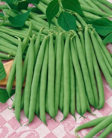 Bolero (100 gr) seminte fasole verde pitica de gradina, pastaie cilindrica, boabe albe, 4 Agro
