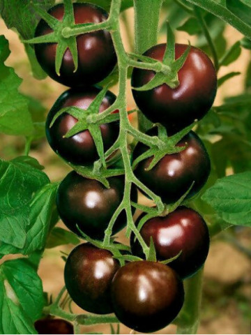 Bombonera F1 (5 seminte) rosii tip Kumato negre-ciocolatii, tomate exotice, Seklos - Img 1