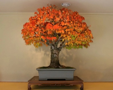 Bonsai Arbore de Guma (100 seminte) American Sweet Gum - Liquidambar styraciflua, frunze culori schimbatoare, extrem de decorativ, Saflax - Img 8