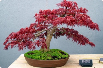 Bonsai Artar Japonez (20 seminte) Bonsai Red Japanese Maple - Acer palmatum, copac extrem de decorativ, frunze rosii-stacojii, Saflax - Img 5