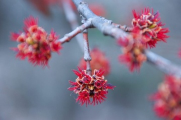 Bonsai Artar Rosu (20 seminte) Bonsai Red Maple - Acer rubrum, arbore decorativ deosebit de colorat, Saflax - Img 3
