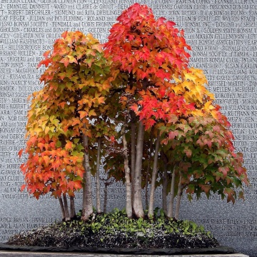 Bonsai Artar Trident (30 seminte) Bonsai Three Toothed Maple - Acer buergerianum, arbore rar cu frunze deosebite, colorate, Saflax - Img 4