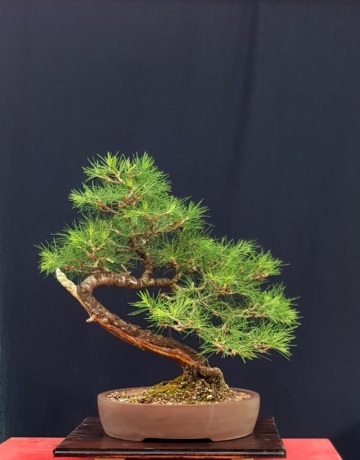 Bonsai Cedru de Himalaya (35 seminte) Indian Cedar - Cedrus deodara, conifer cu ace verzi-albastrui si conuri extrem de decorative, Saflax - Img 4