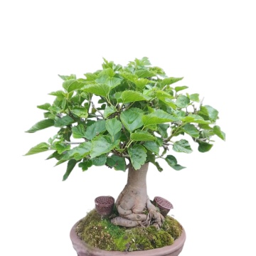Bonsai Dud Alb (200 seminte) Bonsai White Mulberry - Morus alba, pom fructifer si decorativ, usor de ingrijit, Saflax - Img 4