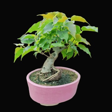 Bonsai Ficus Sacru (100 seminte) Bonsai Sacred Fig - Ficus religiosa, frunze moi in forma de inima, Saflax - Img 4