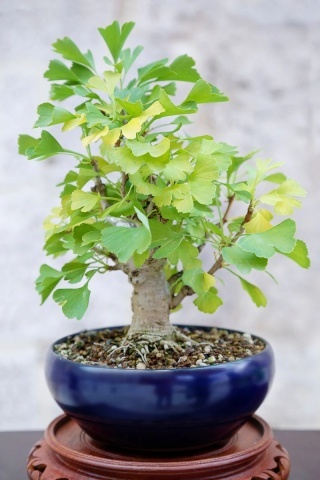 Bonsai Ginkgo biloba (4 seminte) Bonsai Maidenhair Tree, arbore decorativ si medicinal pentru afectiuni circulatorii, Saflax - Img 9