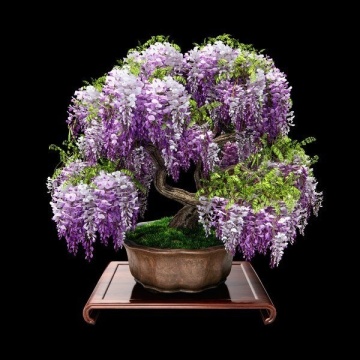 Bonsai Glicina Africana (15 seminte) Bonsai African Wisteria Tree - Bolusanthus speciosus, flori albastre-violet parfumate, Saflax - Img 4