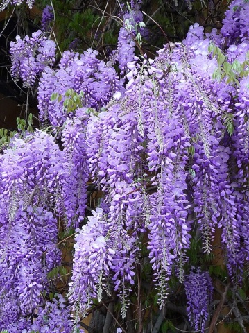 Bonsai Glicina Chinezeasca (4 seminte) Bonsai Blue Chinese Wisteria - Wisteria sinensis, planta cu flori spectaculoase, parfumate, Saflax - Img 4