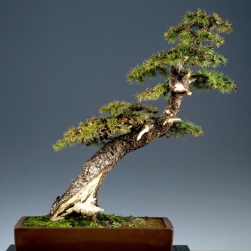 Bonsai Larice, Zada (75 seminte) Bonsai European Larch - Larix decidua, arbore european in culori schimbatoare, Saflax - Img 5