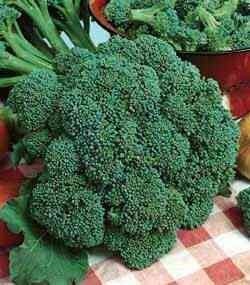 Broccoli Calabrese (375 seminte) broccoli soi timpuriu, pentru cultura in camp, Agrosem - Img 2