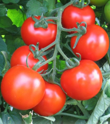 Bruno F1 (30 seminte) tomate nedeterminate uniforme, globulare si uşor aplatizate, Polan