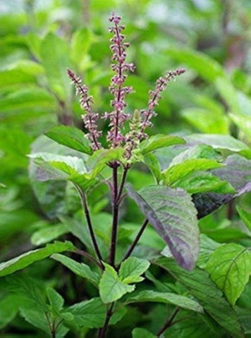 Busuioc Sfant (500 seminte) Heiliges Tulsi Basilikum - Ocimum Tenuiflorum Syn. Sanctum, Busuioc Tulsi, parfum deosebit, Saflax