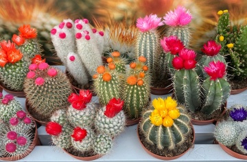 Cactus mix (0.2 gr) seminte cactusi pereni, diferite soiuri, Toraf - Img 2