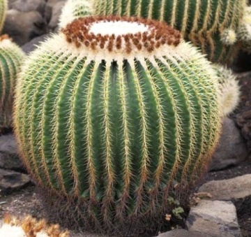 Cactus Perna Soacrei (40 seminte) Barrel Cactus - Echinocactus Grusonii, cactus sferic, spini tari, Saflax - Img 3