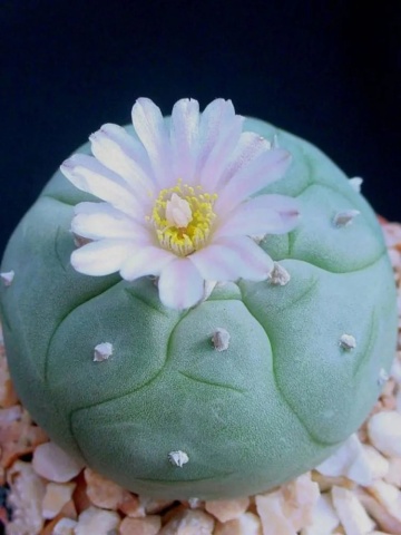 Cactus Peyote (20 seminte) Peyoe - Lophophora williamsii, cactusul samanilor azteci, Saflax
