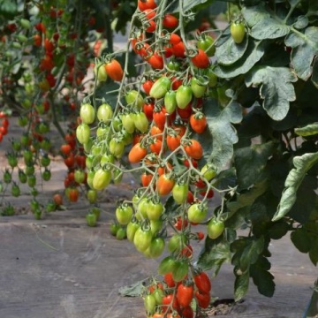 Caitlin (35 seminte) rosii pear cherry, semitimpurii, Agrosel