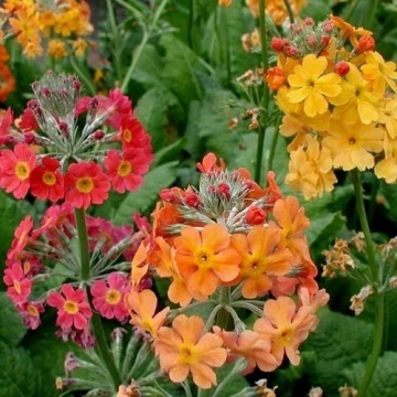 Candelabra Primrose (300 seminte) Primula inalta, Ciubotica Cucului flori colorate, Seklos - Img 1