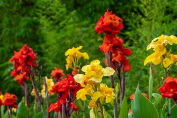 Canna indica mix (1 gr) seminte Canna perena, amestec de culori, Toraf - Img 3