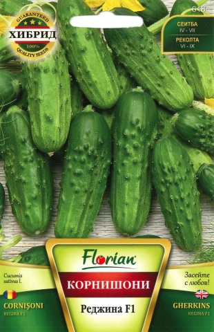 Castraveti cornison Regina F1 (30 seminte) hibrid timpuriu foarte productiv, Florian