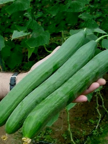 Castraveti Lungo Ortolani (60 seminte) de castraveti lungi de salata, Prima Sementi - Img 2